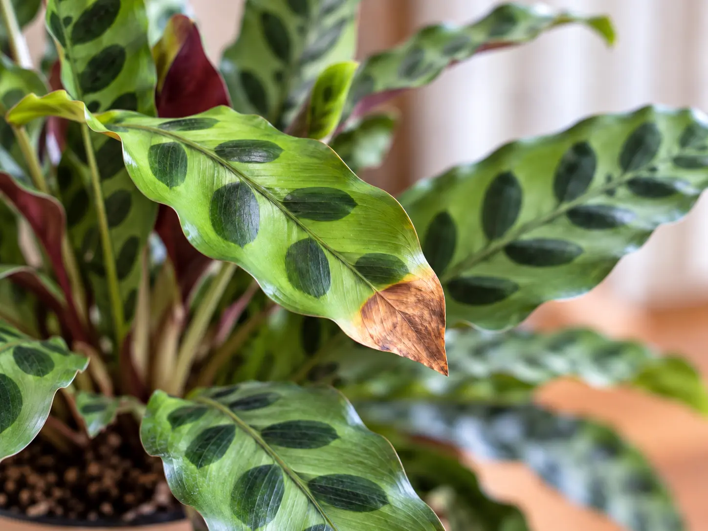 Give Your Rattlesnake Plant Bright, Indirect Sunlight